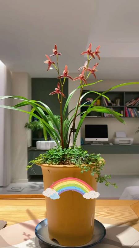 兰花#建兰暮山紫,勤花勤芽-度小视