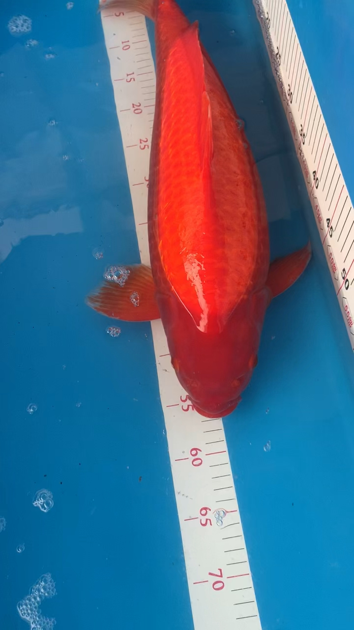 锦鲤#漂亮的红火鲤锦鲤