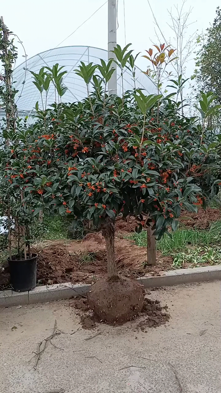 大颗红花丹桂,花苞爆满,南北方都可以种植,喜欢的双击加关注