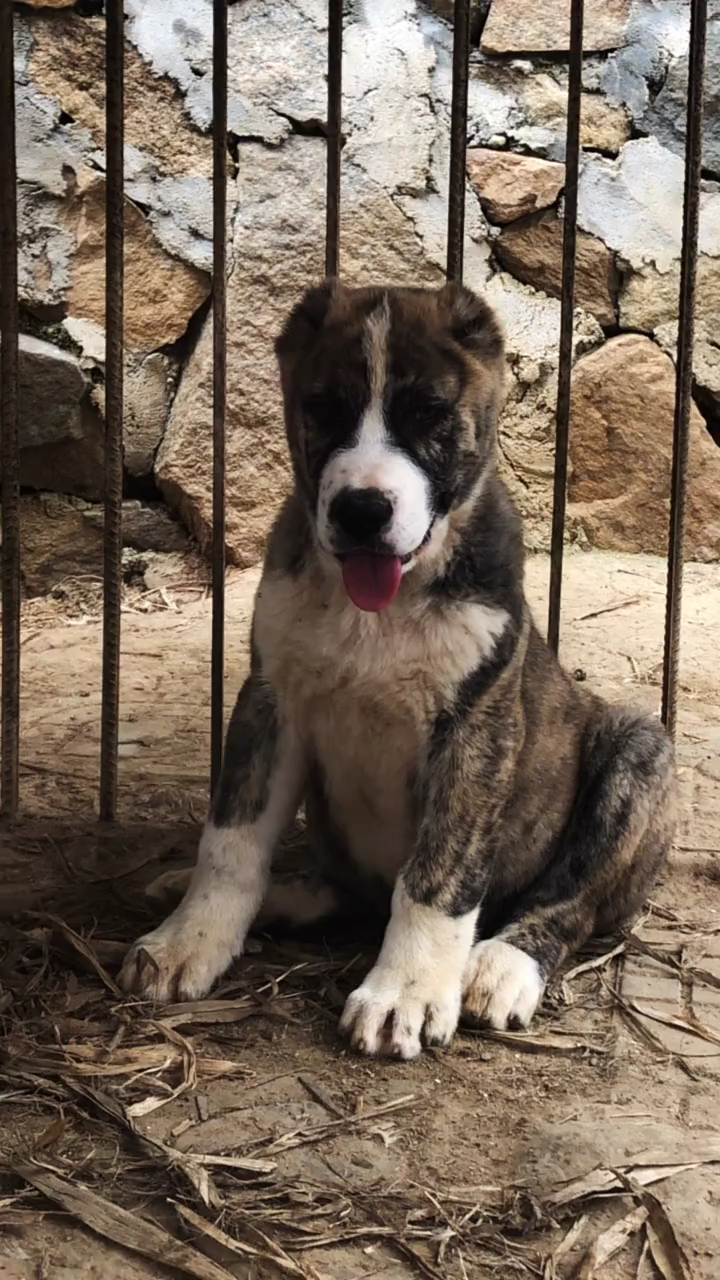 中亚牧羊犬二个月开脸虎皮