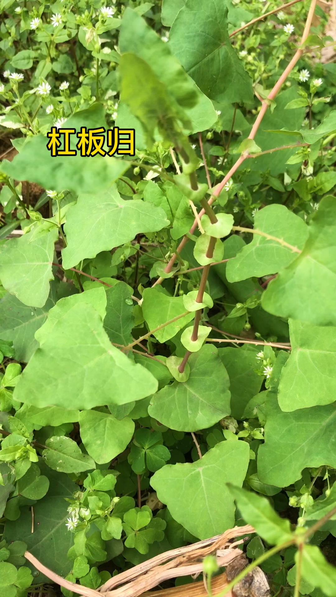 杠板归又叫蛇倒退