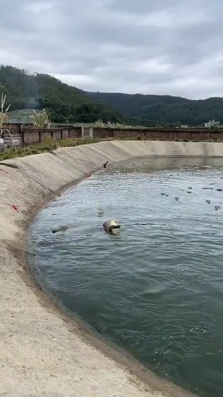 一到冬天就头疼,又有一条鱼被水淹死了
