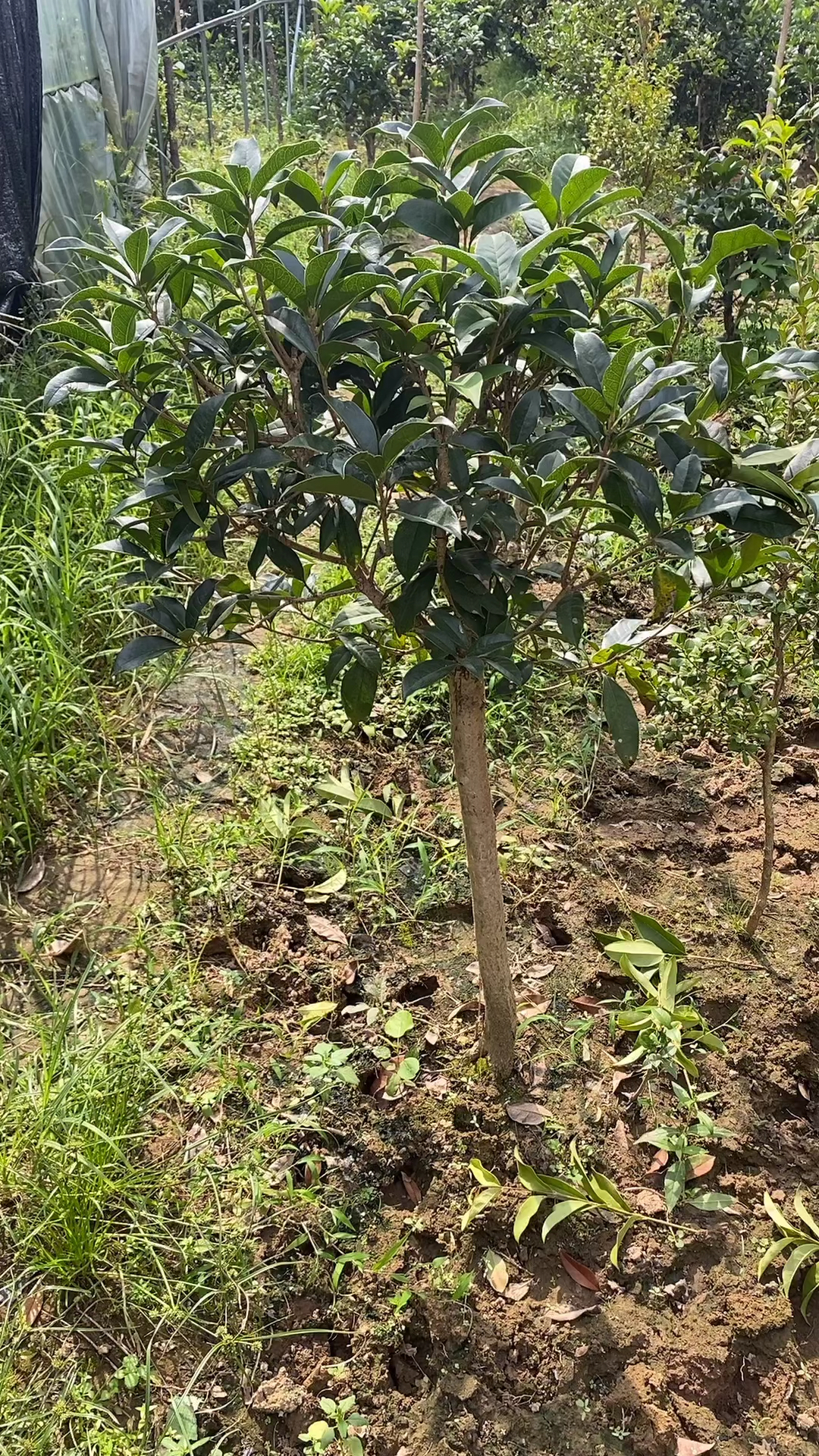 八月桂花香#桂花树苗四季常青八月桂花树苗庭院别墅种植