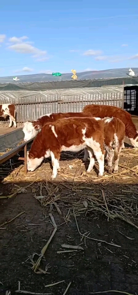 红白花净脸二岁基础繁殖小母牛