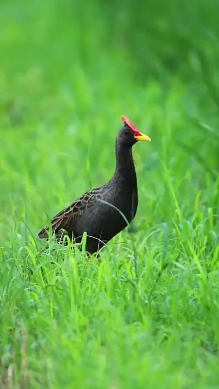 董鸡:为秧鸡科董鸡属的鸟类,栖息于芦苇沼泽,灌水的稻田或甘蔗田,湖边