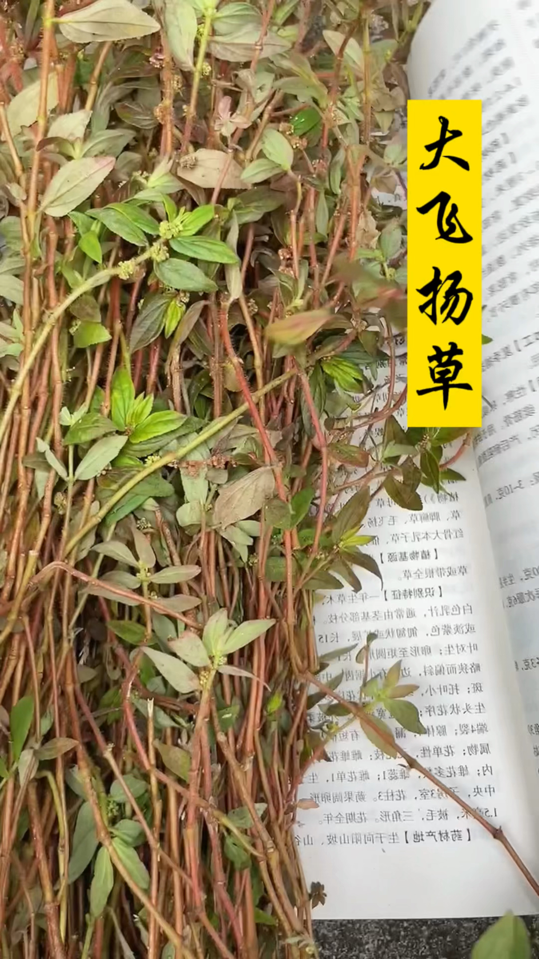 轻知计划#飞扬草,又名来乳草,蜻蜓草,你们认识吗