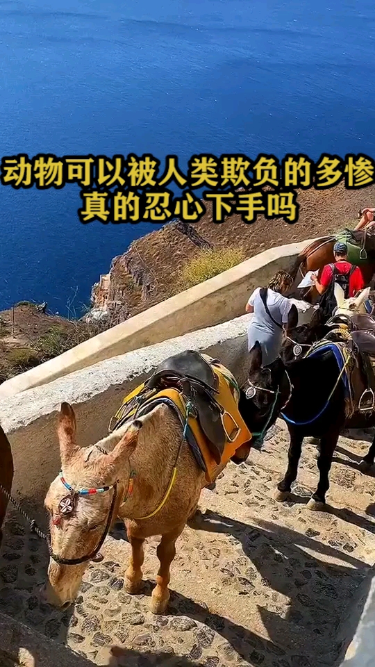 动物可以被人类欺负的多惨,真的忍心下手吗
