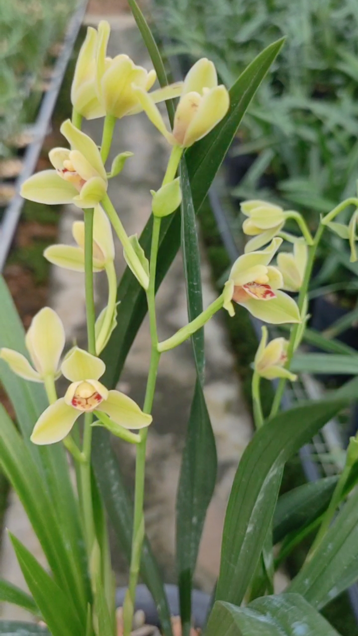 建兰夏皇梅,多个花剑一起开太漂亮了