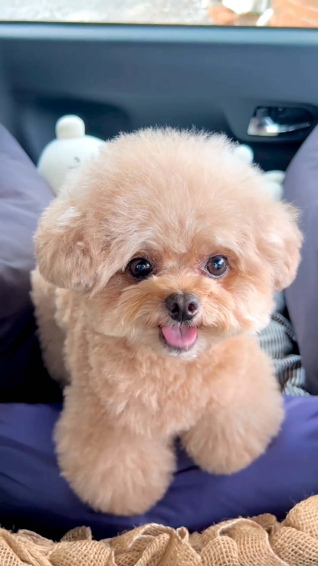 萌宠趣事打卡#吐舌头的可爱狗狗