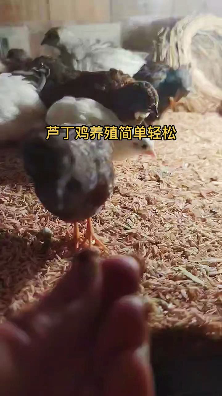 蘆丁雞網紅寵物蘆丁雞養殖簡單輕鬆平時只喂鵪鶉飼料