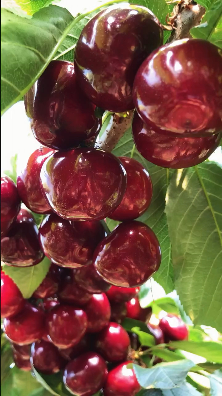美国一号大樱桃结果表现,适应南北方种植,露天大棚表现都不错
