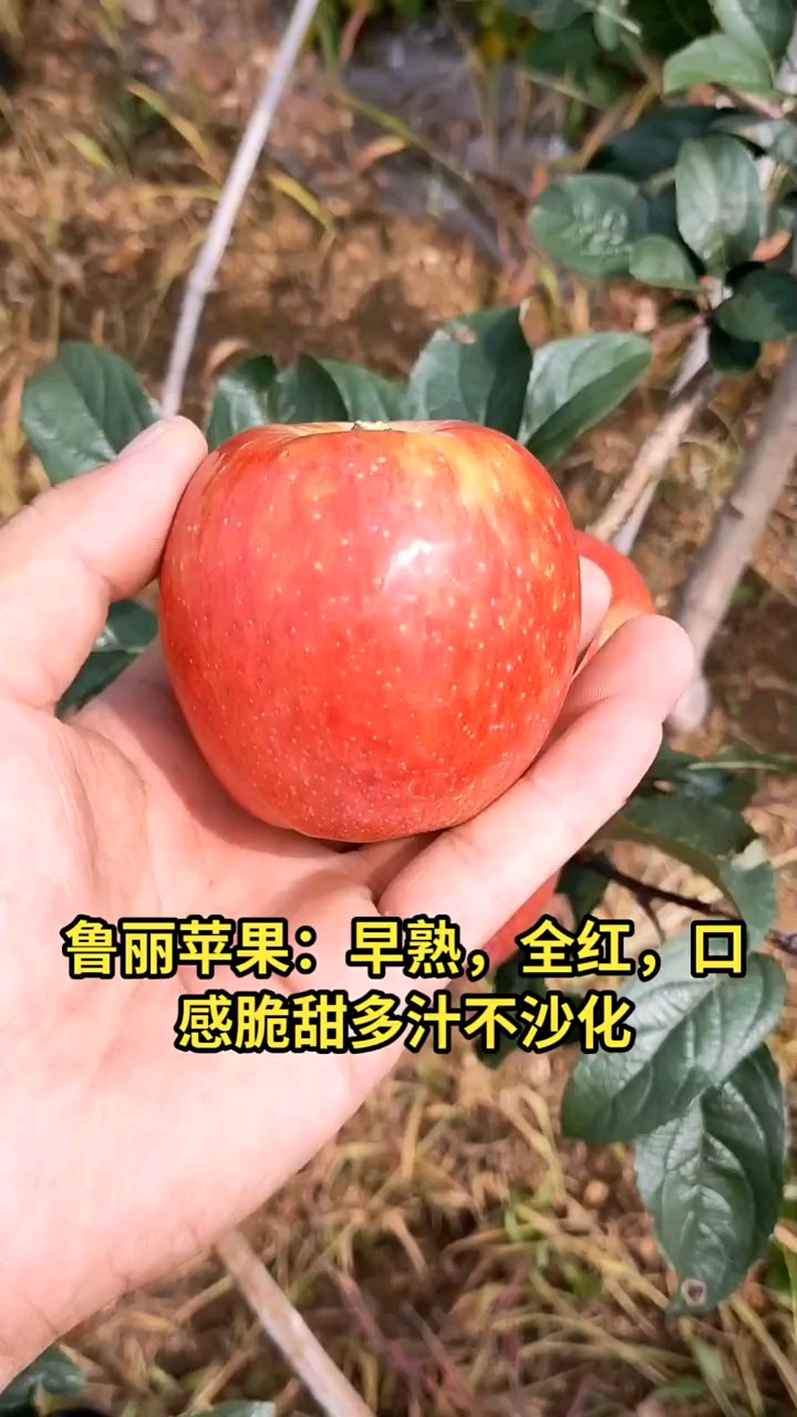 魯麗蘋果樹苗價格#魯麗蘋果樹苗,秋後出圃