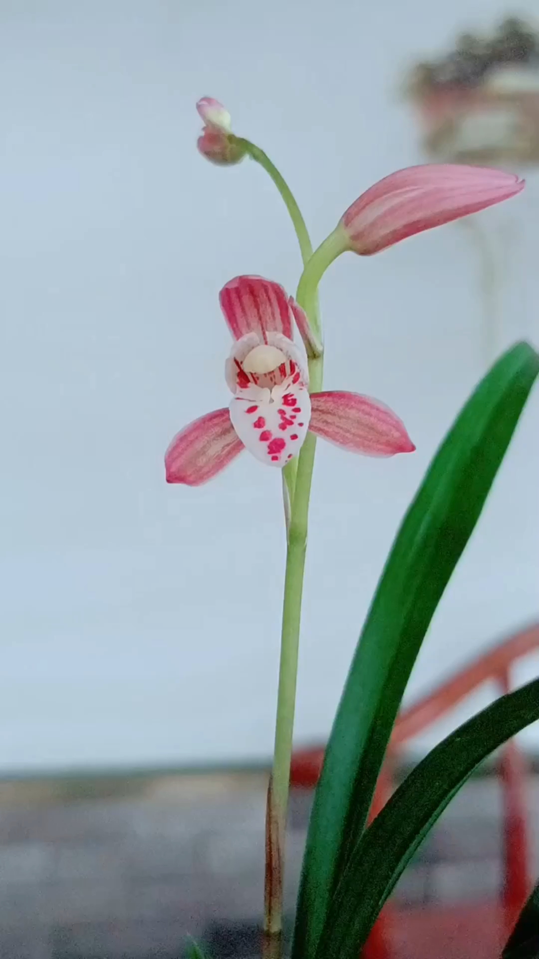 兰花建兰矮种小玫瑰妖姬