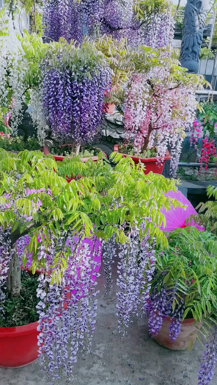 进口长穗紫藤开花浓香型耐旱耐寒南北方都可以栽植