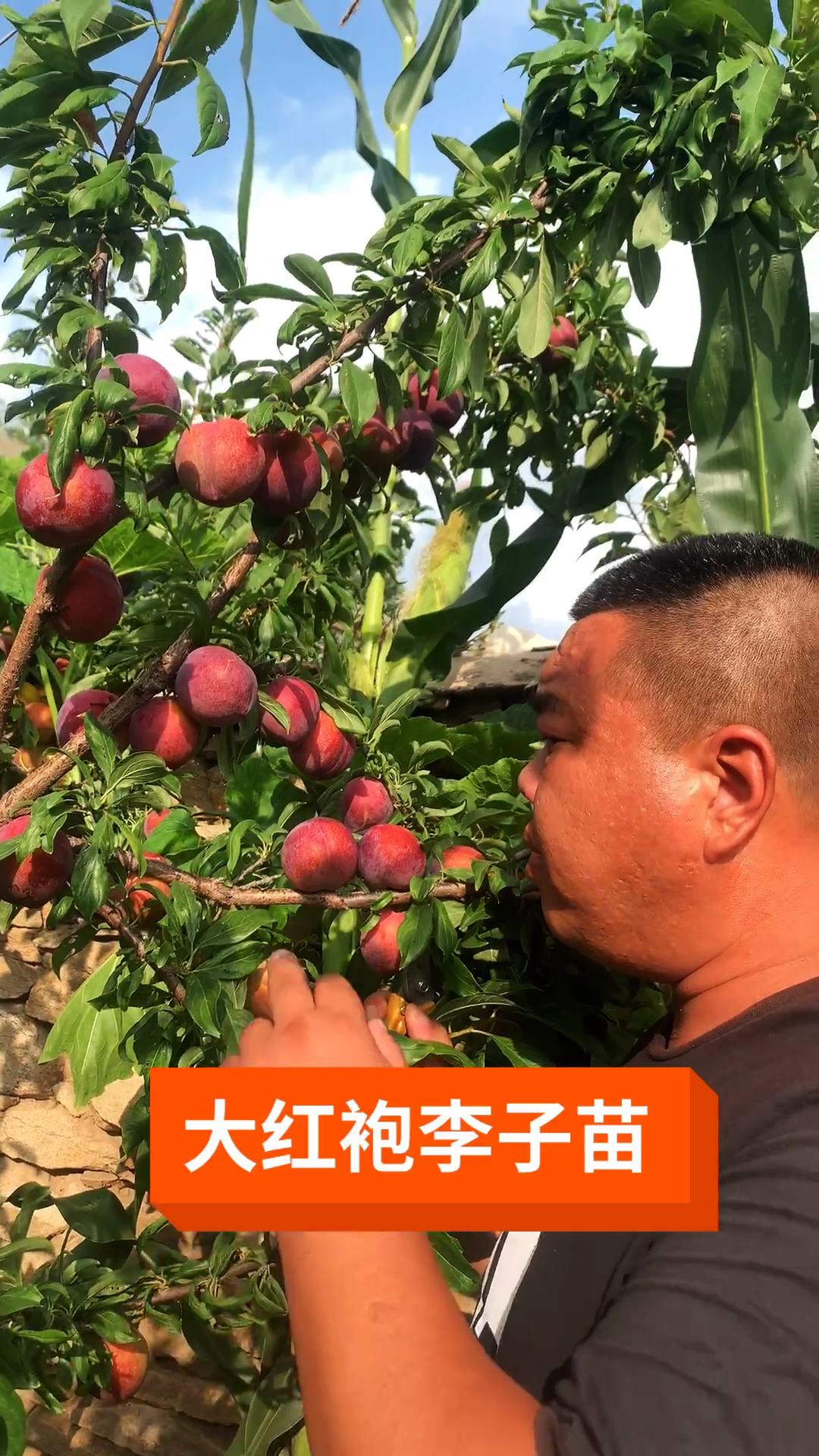 服务三农,服务百姓#大红袍李子苗