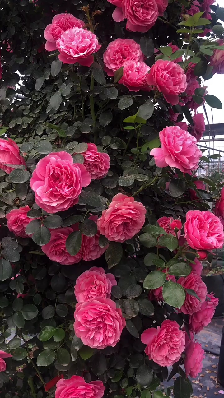 大花月季#爬藤月季大花浓香型花卉