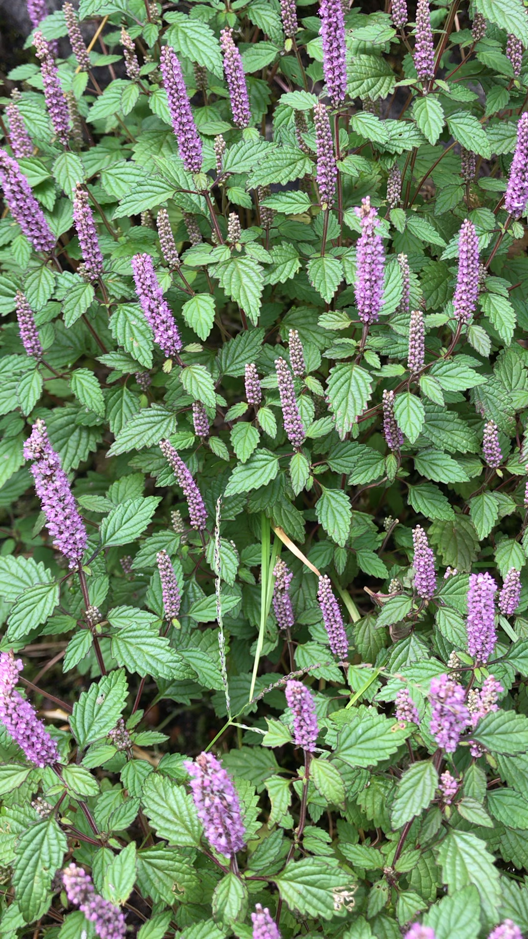野香薷,亦食亦药,可作香料,亦可治作饮料-度小视