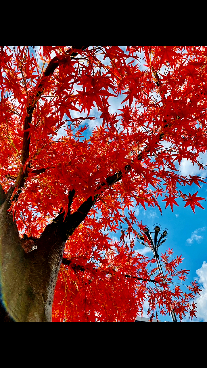 枫叶红如果初冬有颜色那一定是枫叶红如果初冬有文案那一定是缓缓飘下