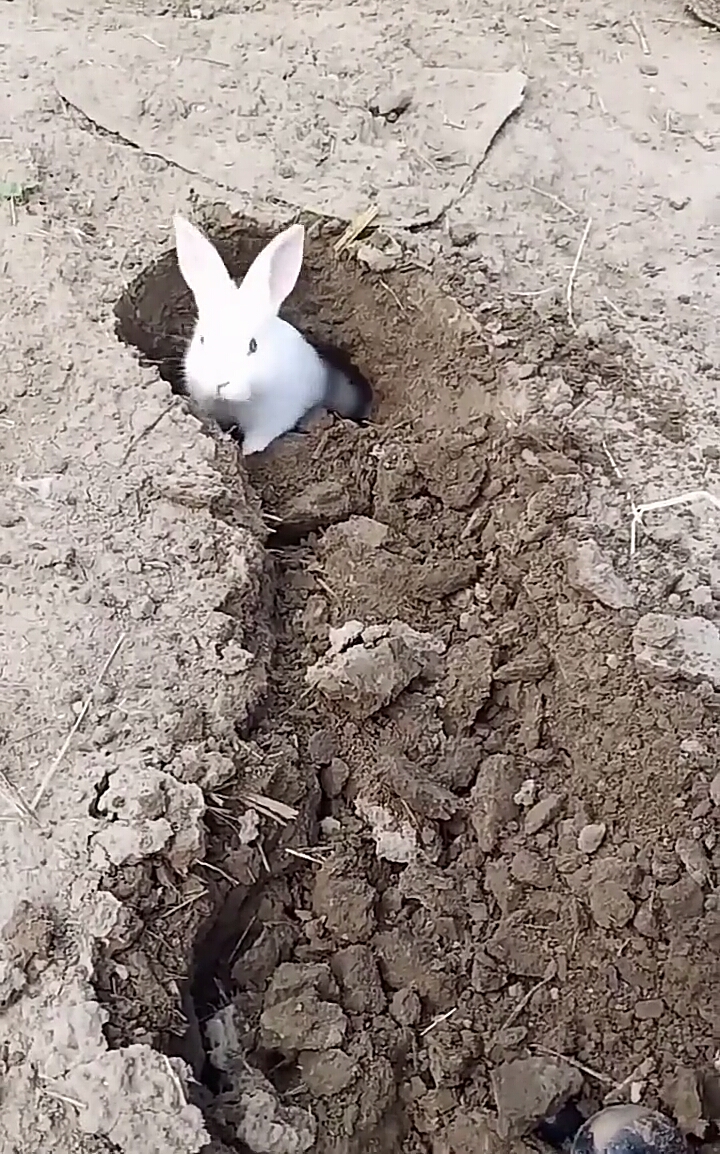 小可爱#这么小的兔子也会打洞,钻出来的那一刻真是萌到家了