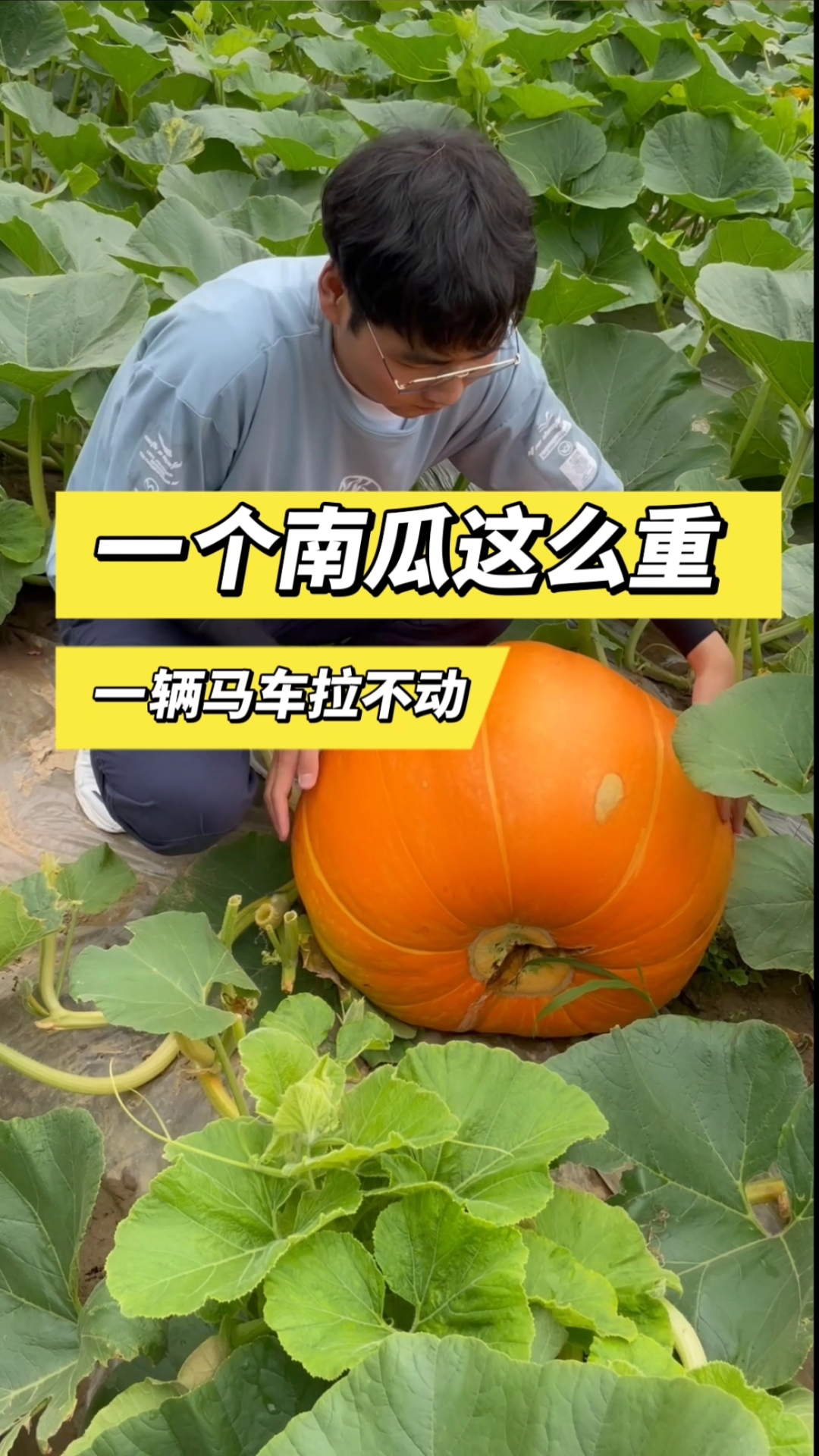 巨型南瓜这么大种植很简单