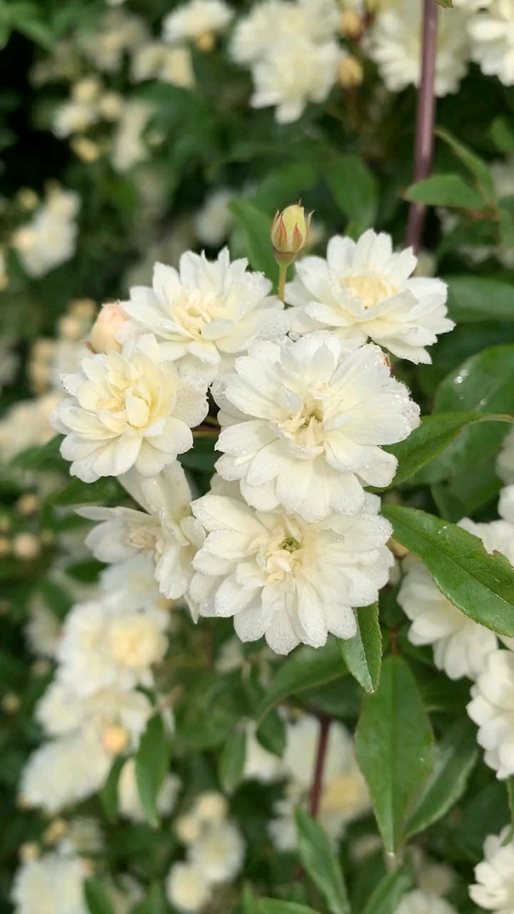 藤本白木香花量超多开花特别香