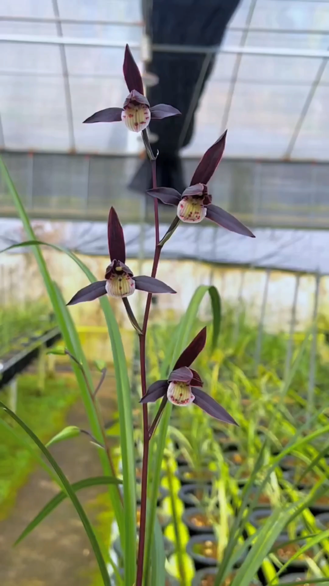 兰花#寒兰/紫燕