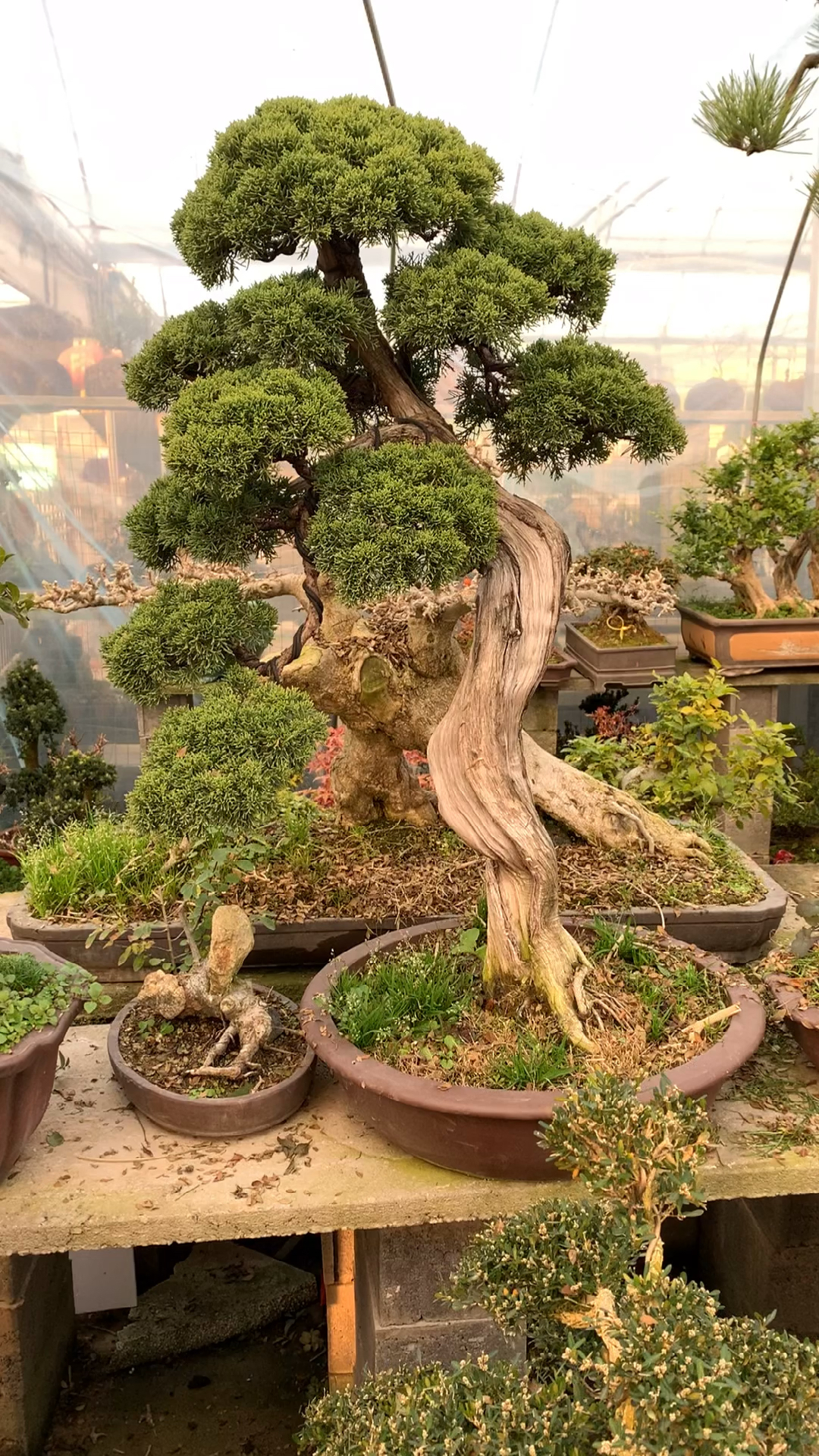 文人真柏盆景,树形优美自然