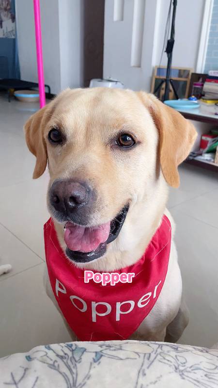 2021-07-155581popper拉布拉多30.