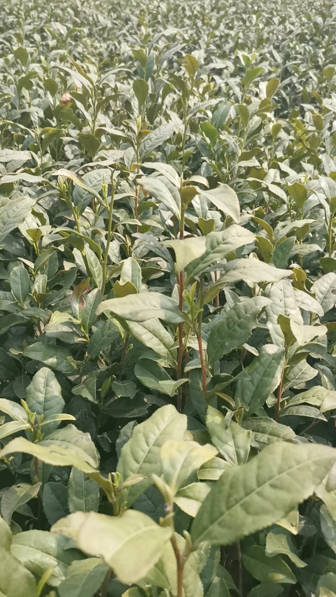 茶苗#中茶108茶树苗#茶苗#茶苗种植#浙江#湖北#十堰#利川#宜昌#黄冈