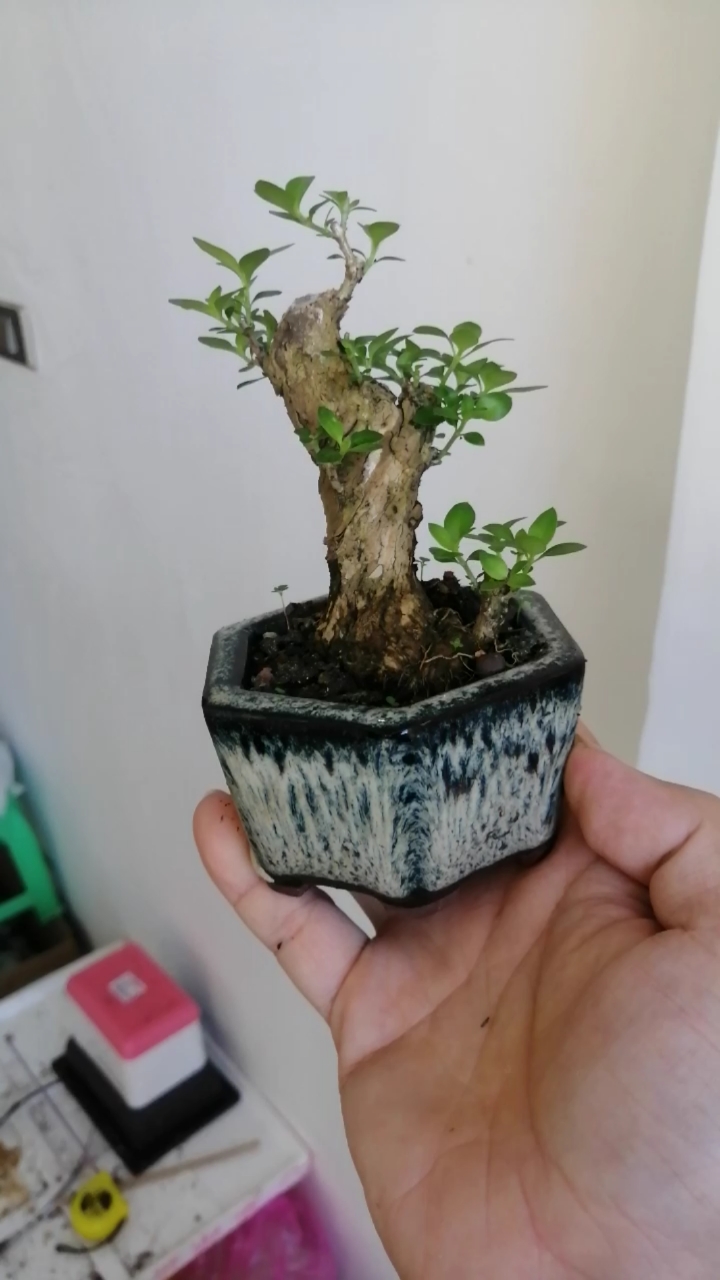 盆景#矮桩六月雪