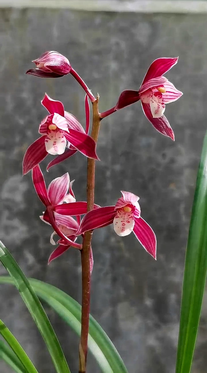 兰花#秋榜版纳红,花色艳丽,花大浓香-度小视