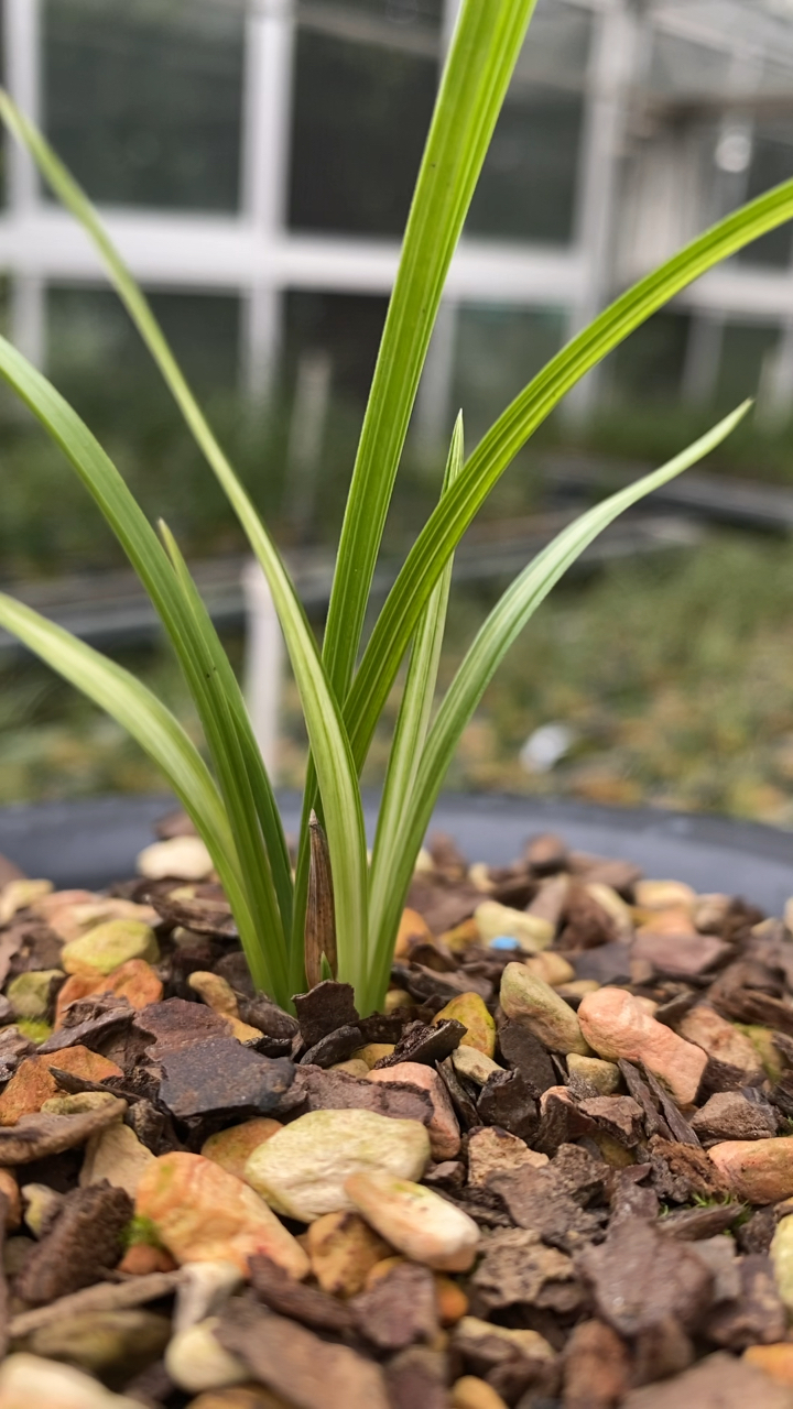 兰花种植#蕙兰散斑中透,只要心中有兰,哪颗都是艺术品.