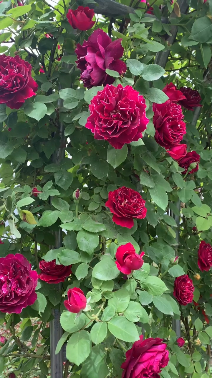 藤本月季紫袍玉带,太美了