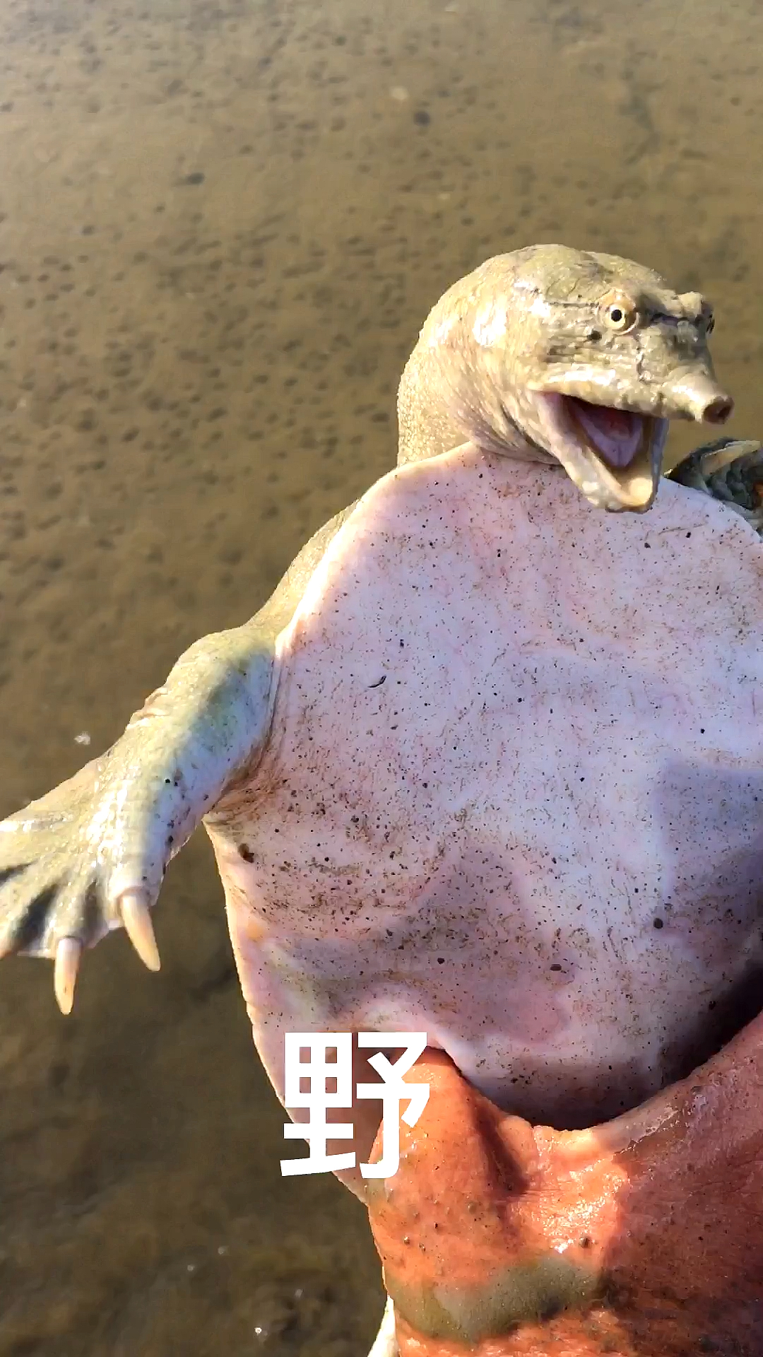 良弟抓甲鱼水里也能清楚的看到甲鱼鼻子点穴手上货