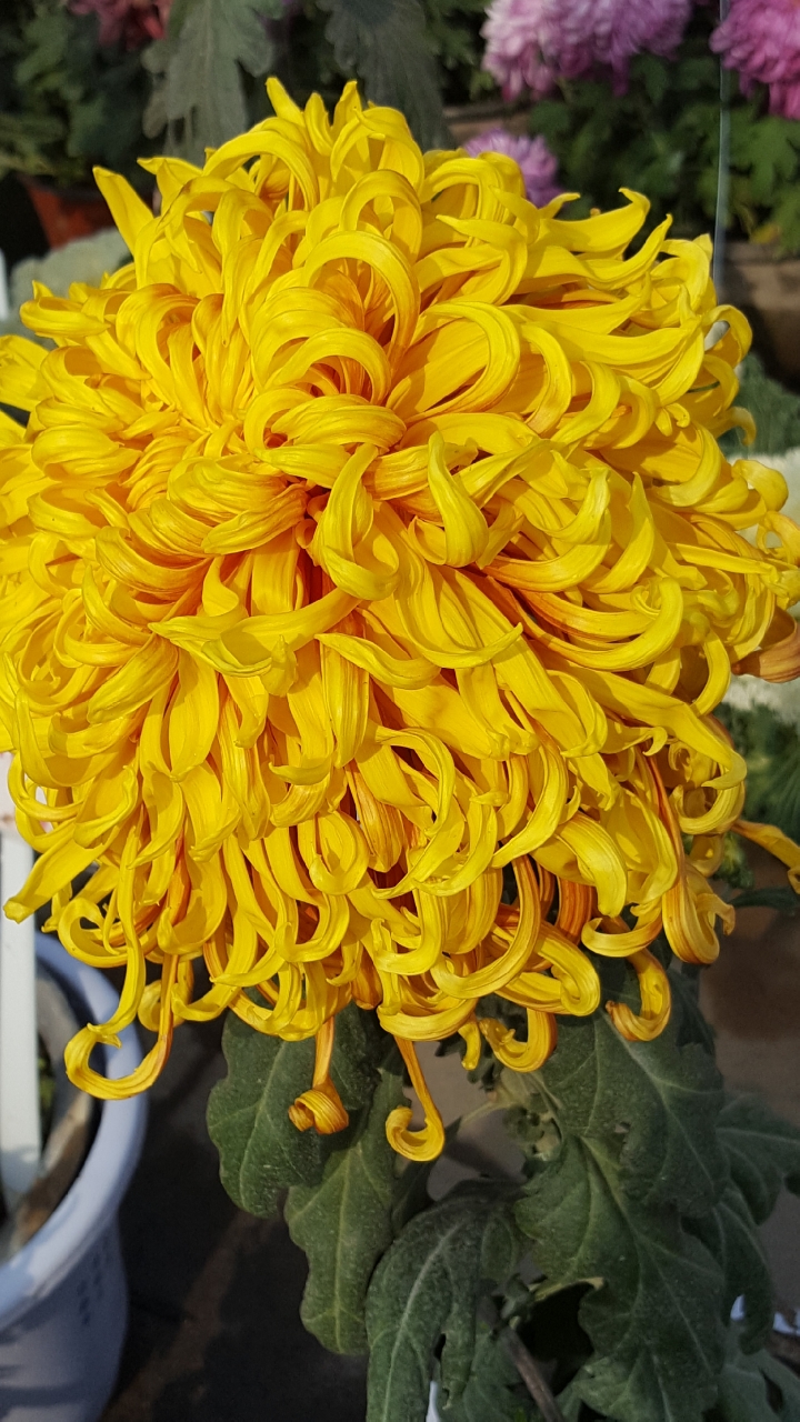 美丽无比的多色大菊花太好看了!