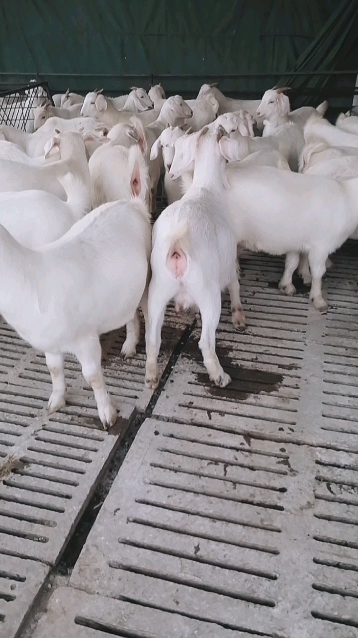 元宵节#大白山羊头胎怀孕母羊