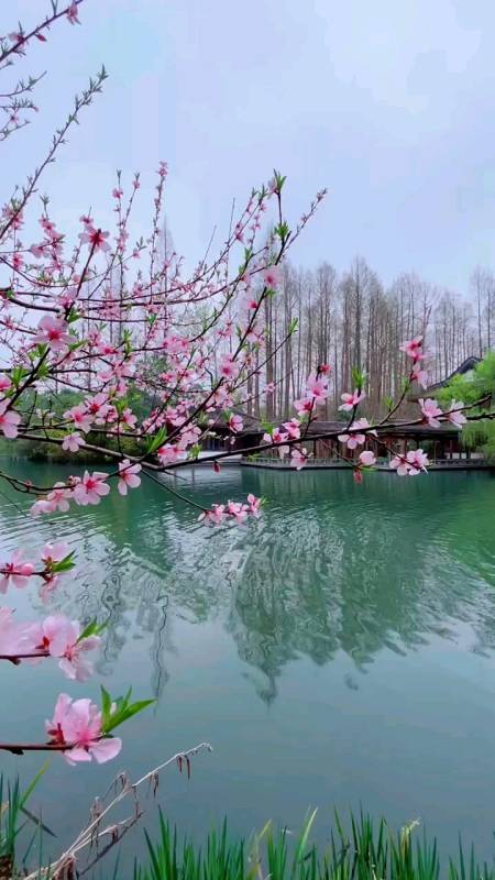 旅游进行时#苏杭西湖美景三月桃花太美了!樱花你喜欢吗?