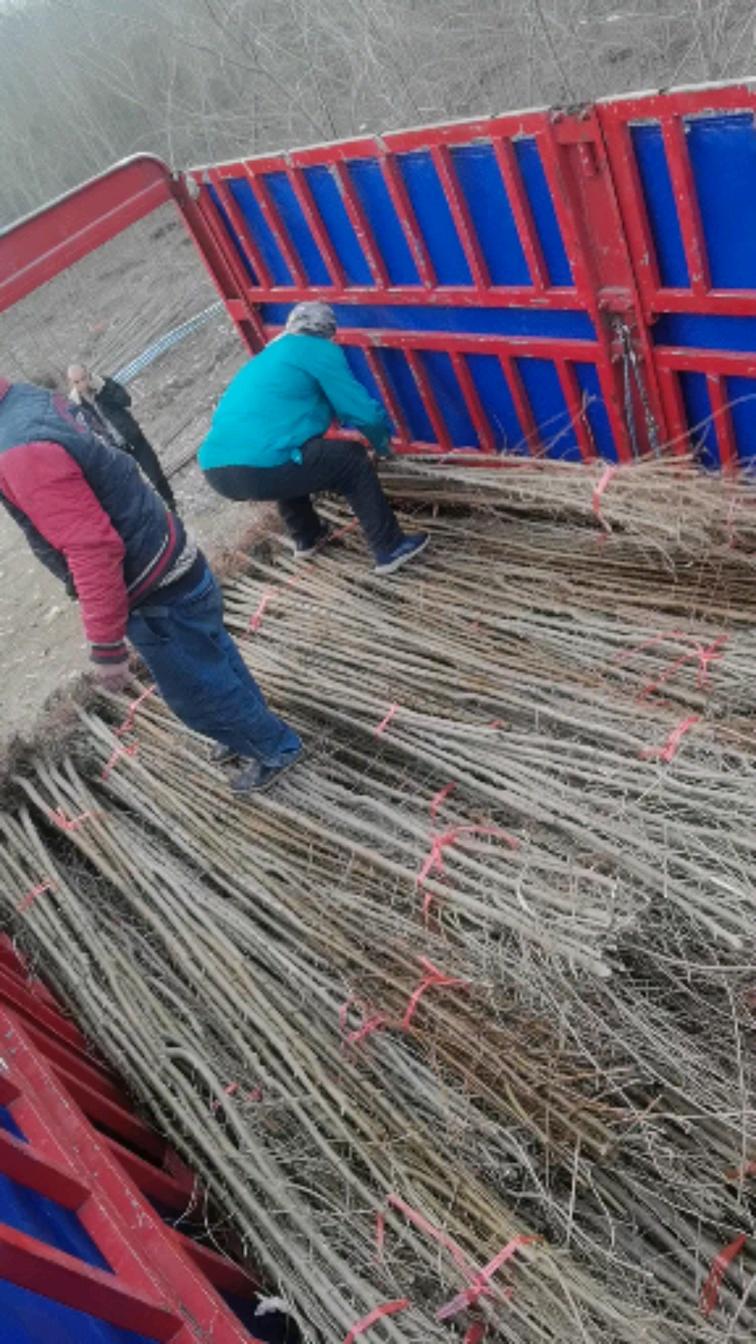 榆树白皮榆树榆树小苗25公分榆树大量有货