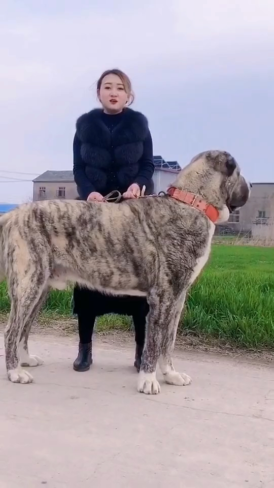 中亚牧羊犬#中亚牧羊犬