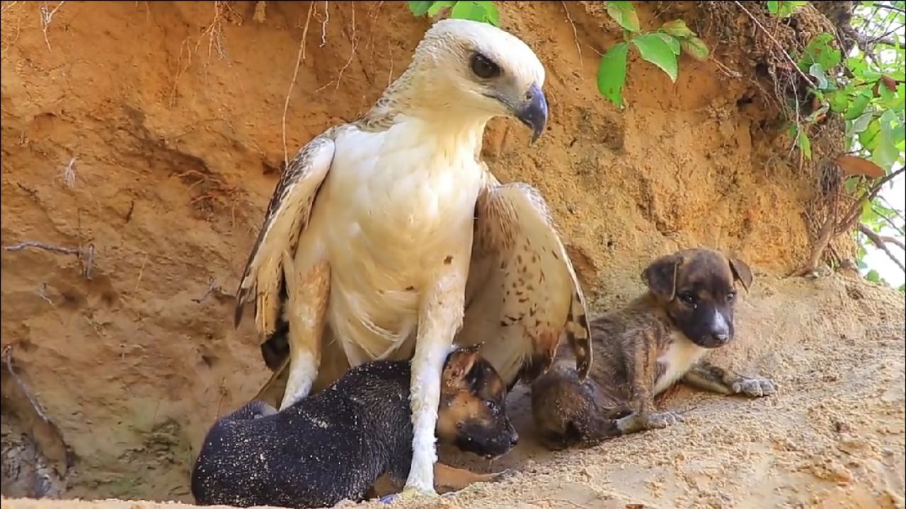 冬天#猎隼抓住野犬幼崽,多亏被人发现