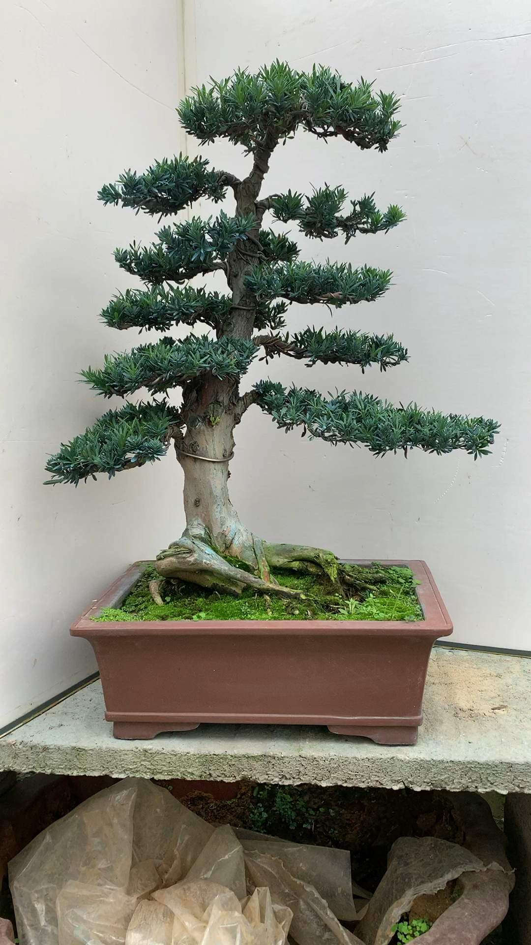 罗汉松盆景,四季常青耐寒好养