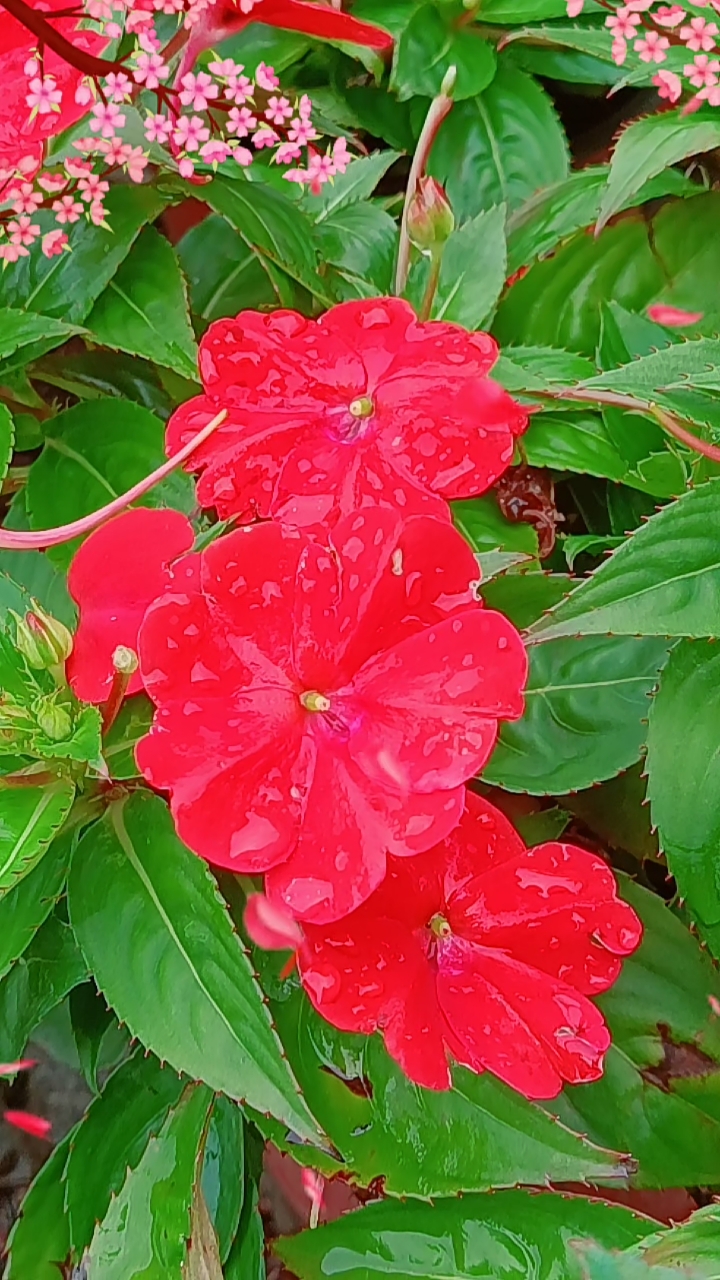 风仙花喜庆美丽!