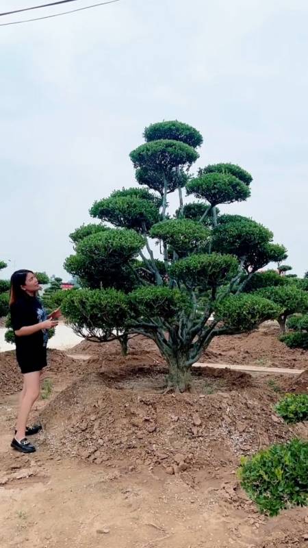 精品瓜子黄杨造型树,四季常青不落叶,耐寒耐旱南北方都可以栽植