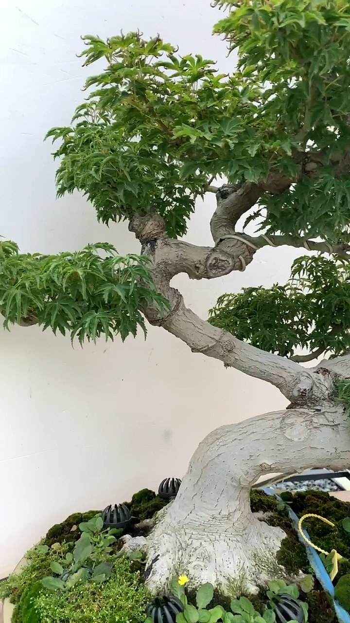 进口老桩狮子头盆景