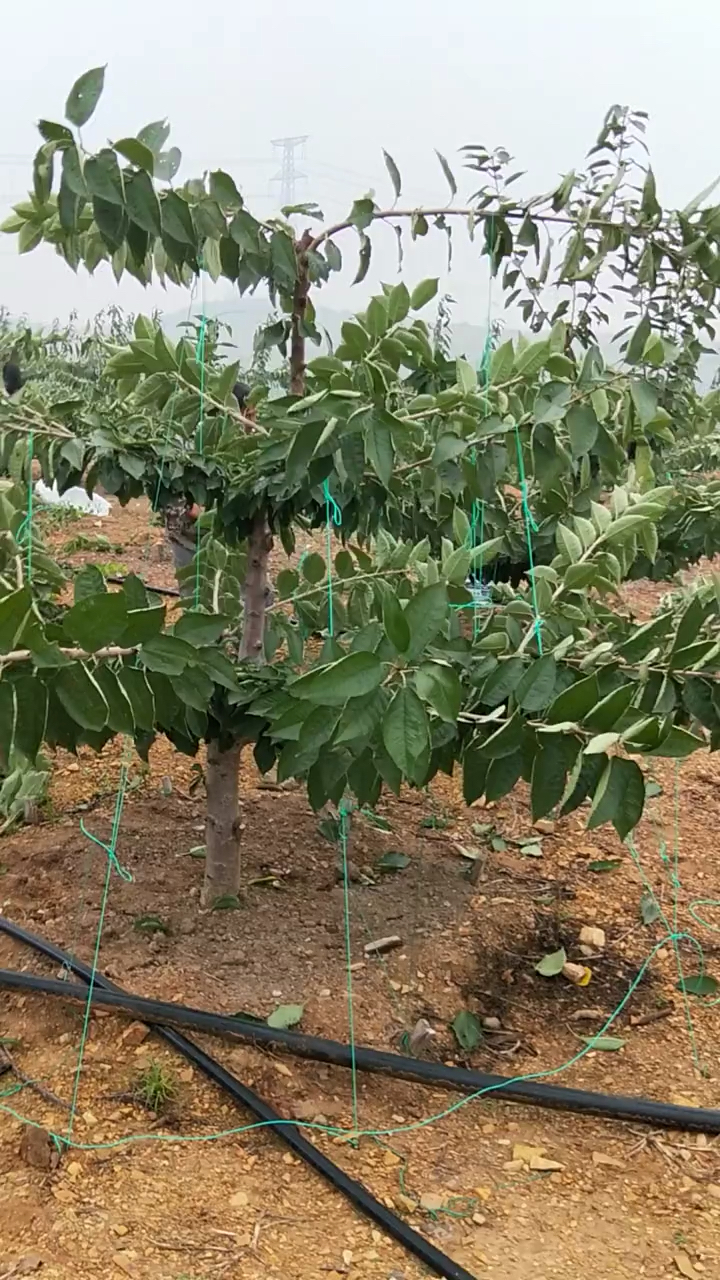 秋季大樱桃树的管理,拉枝很重要