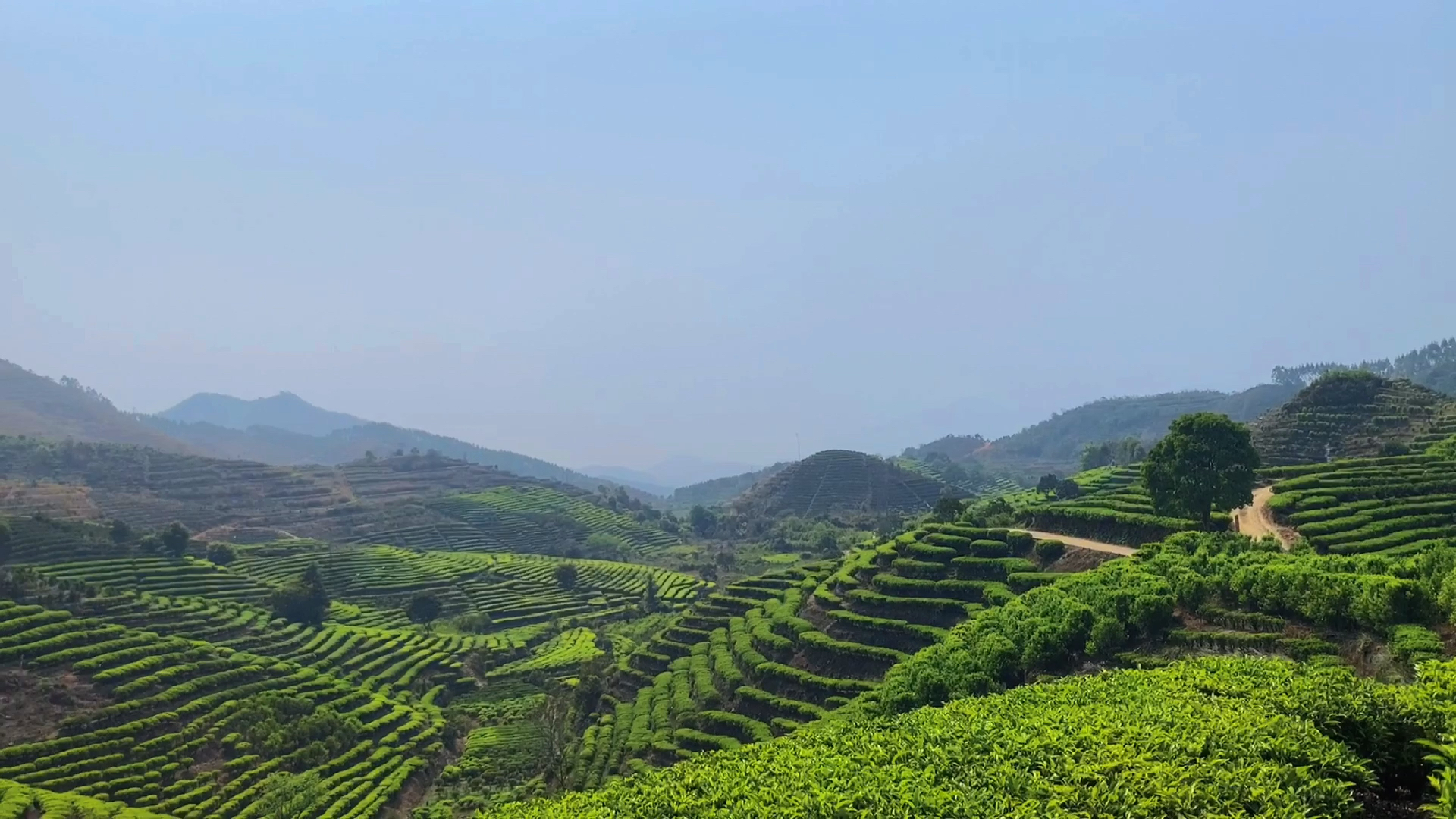 饶平坪溪茶园图片