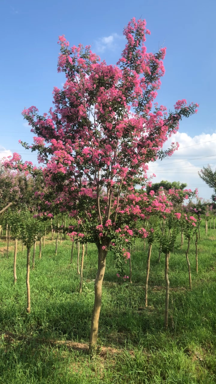 紫薇花树夏日里最美的风景树