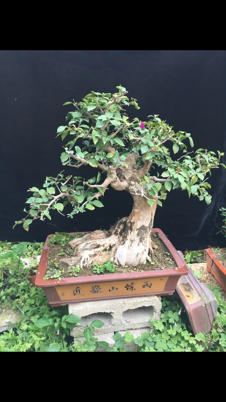 千奇百怪盆景桩#三角梅盆景