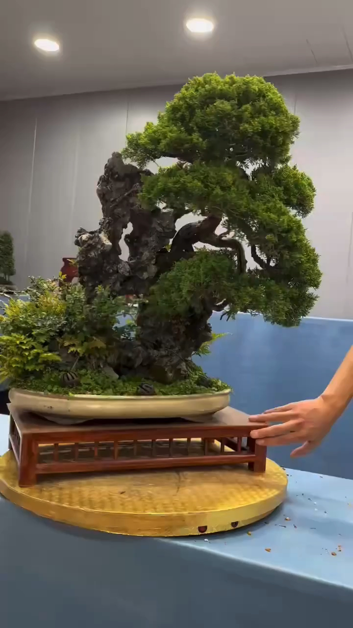 附石系雨川真柏,好看吗