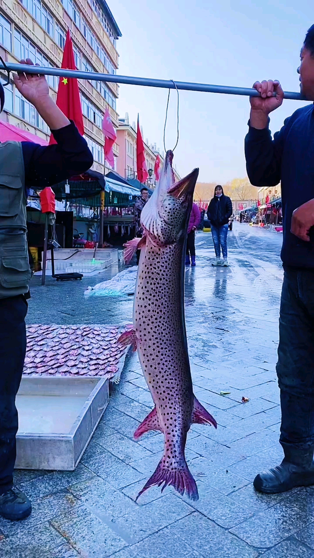 岁末有奖打卡#好久没有见过这样大的狗鱼了